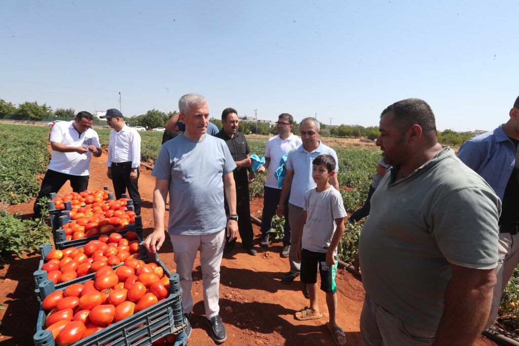 BAŞKAN TAHMAZOĞLU ÇİFTÇİLERLE TARLADA DOMATES, BİBER TOPLADI