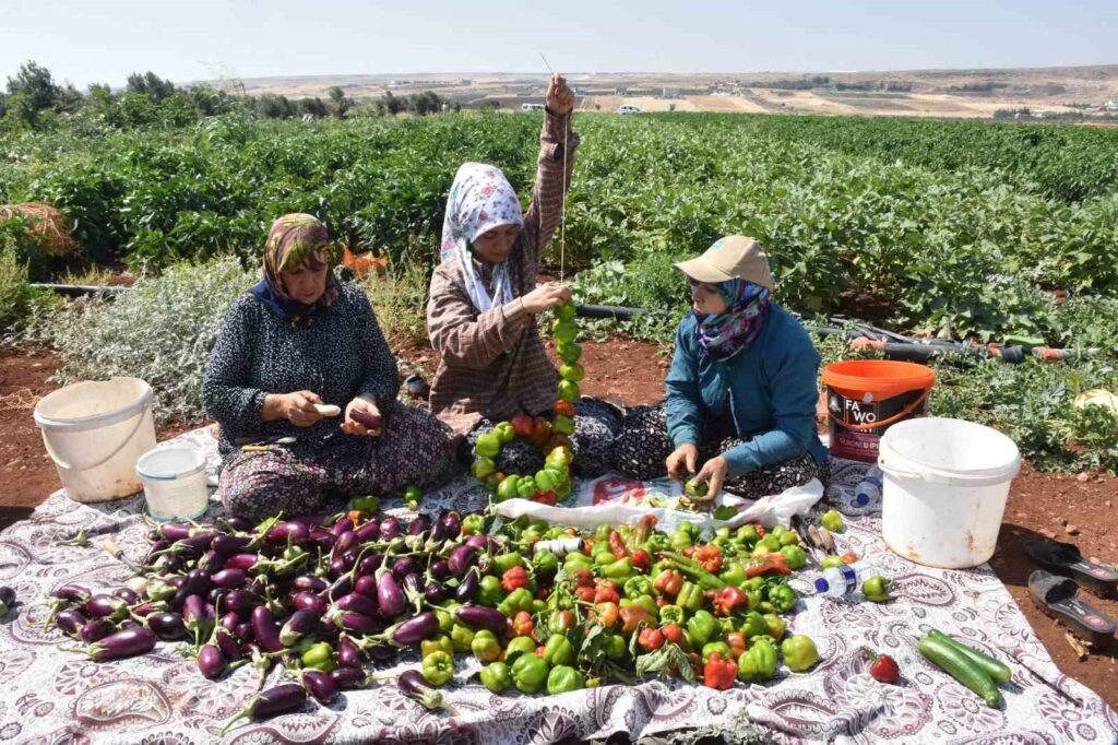 Patlıcan ve biberler kadınların elinde Gaziantep’in tescilli lezzeti ’kurutmalık’ oluyor