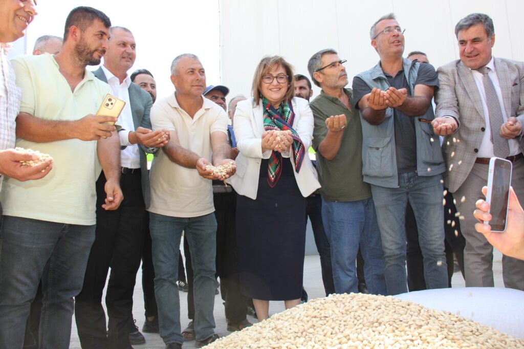 GAZİANTEP BÜYÜKŞEHİR BOZ KAVLAK FISTIĞIN ALIMINA BAŞLADI