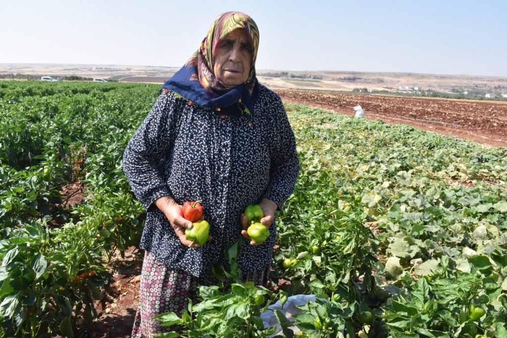 ŞAHİNBEY BELEDİYESİ’NİN FİDELERİ KURUTMALIK OLUYOR