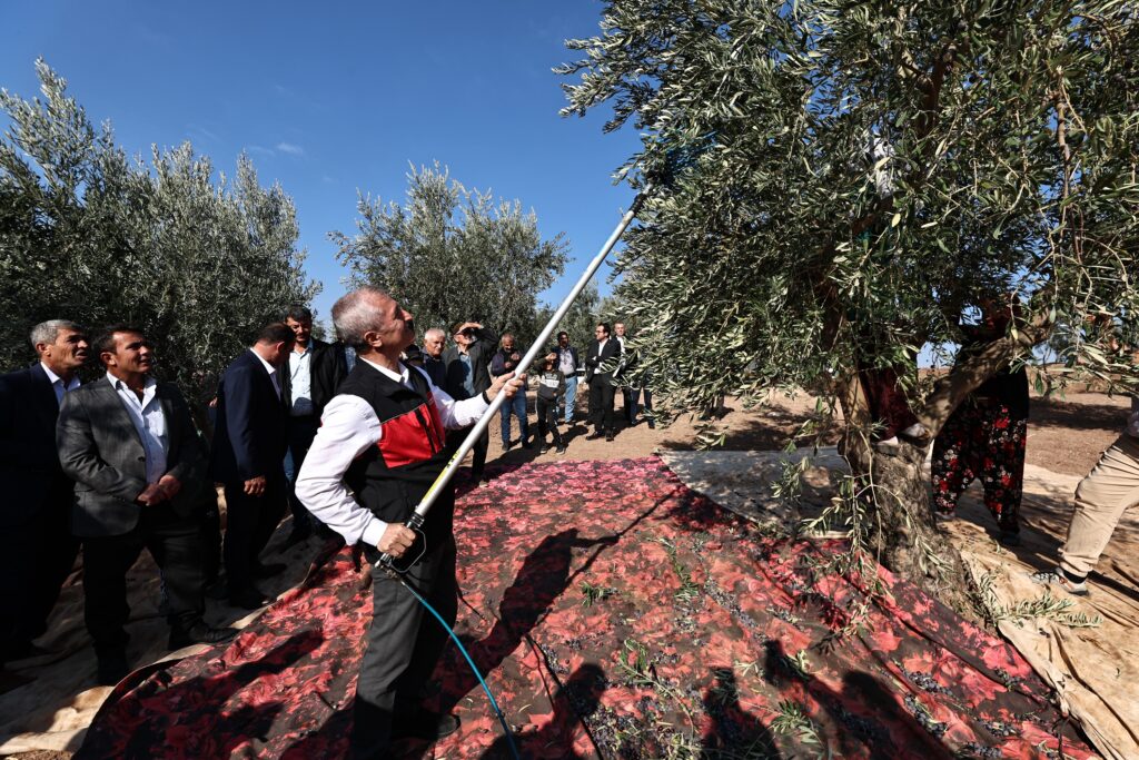 BAŞKAN TAHMAZOĞLU ZEYTİN HASADINA KATILDI