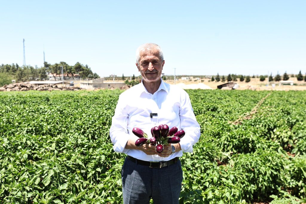BAŞKAN TAHMAZOĞLU ÇİFTÇİLERLE TARLADA PATLICAN, BİBER TOPLADI
